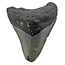 Fossiler Zahn des Megalodon