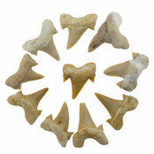 10 teeth from the Otodus shark