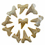 10 teeth from the Otodus shark