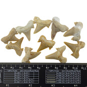 10 teeth from the Otodus shark