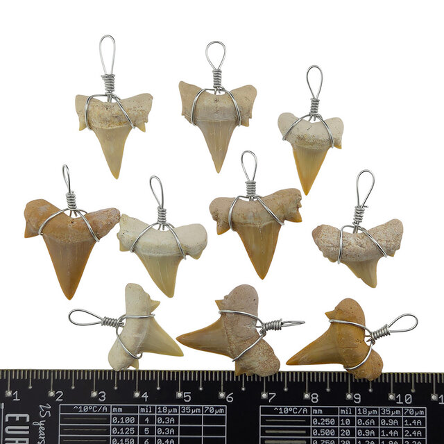 10 pendants of teeth from the Otodus shark