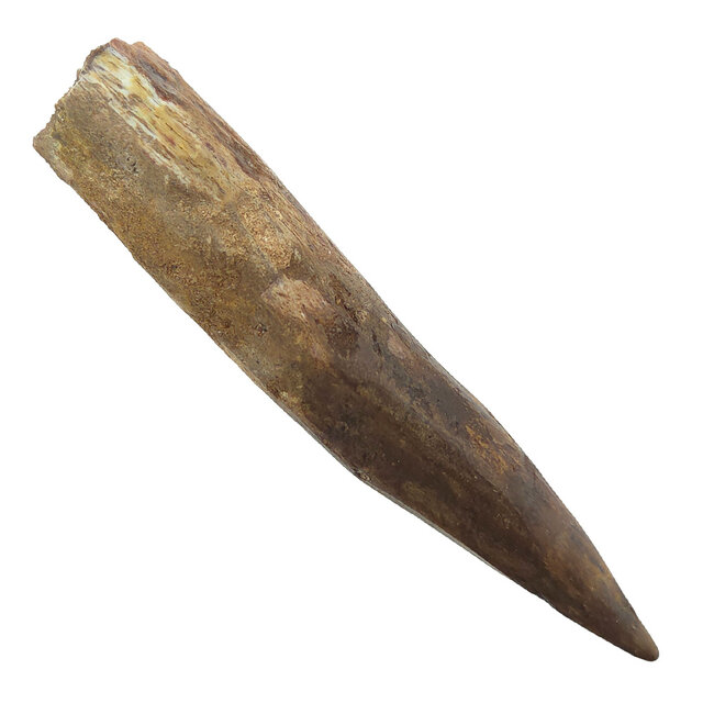 Real dinosaur tooth of the Spinosaurus