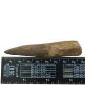 Echte dinosaurus tand van de spinosaurus