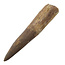 Real dinosaur tooth of the Spinosaurus
