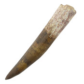 Echte dinosaurus tand van de spinosaurus 8 cm