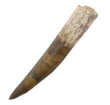 Real dinosaur tooth of the Spinosaurus 8 cm