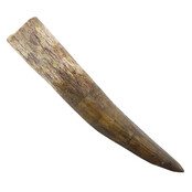 Real dinosaur tooth of the Spinosaurus 8 cm