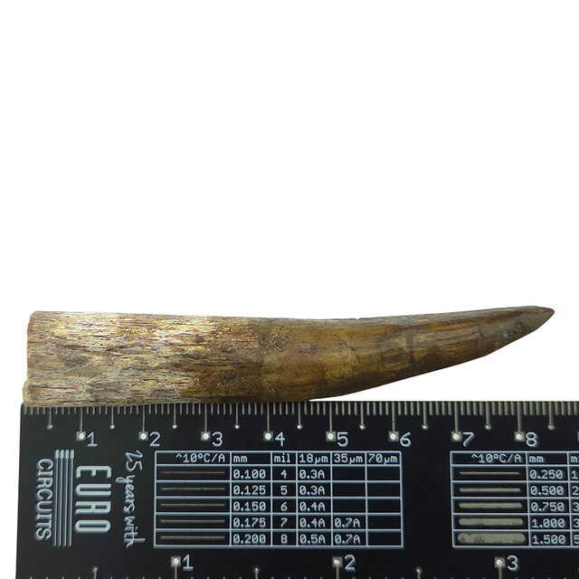 Real dinosaur tooth of the Spinosaurus 8 cm