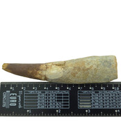 Echte dinosaurus tand van de spinosaurus 9,5 cm