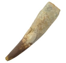 Echter Dinosaurierzahn des Spinosaurus 9,5 CM
