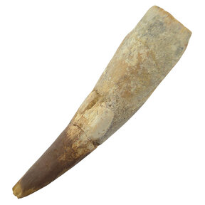 Spinosaurus tooth 9,5 cm