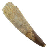 Real dinosaur tooth of the Spinosaurus 9,5 cm