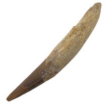 Echte dinosaurus tand van de spinosaurus 11 cm