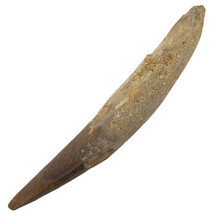 Spinosaurus tooth 11 cm