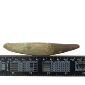 Echter Dinosaurierzahn des Spinosaurus 11 CM