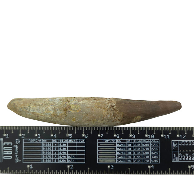 Echter Dinosaurierzahn des Spinosaurus 11 CM