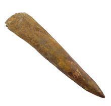 Echter Dinosaurierzahn des Spinosaurus 9,5 CM