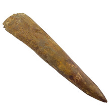Spinosaurus tooth 9,5 cm