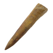Echter Dinosaurierzahn des Spinosaurus 9,5 CM