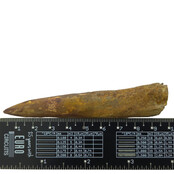 Real dinosaur tooth of the Spinosaurus 9,5 cm