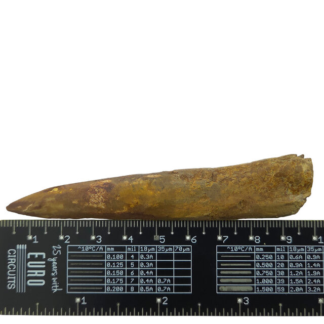 Echte dinosaurus tand van de spinosaurus 9,5 cm