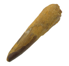 Real dinosaur tooth of the Spinosaurus 7 cm