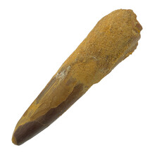 Spinosaurus tooth 7 cm