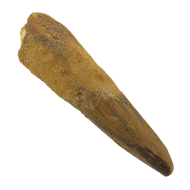 Real dinosaur tooth of the Spinosaurus 7 cm