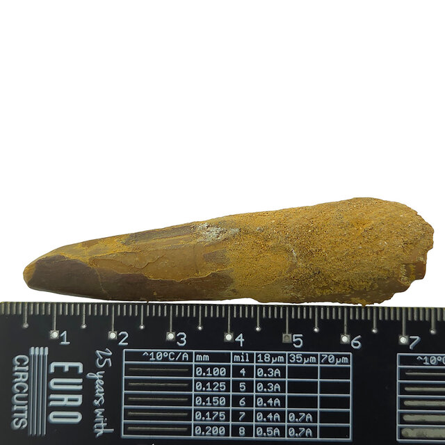 Real dinosaur tooth of the Spinosaurus 7 cm