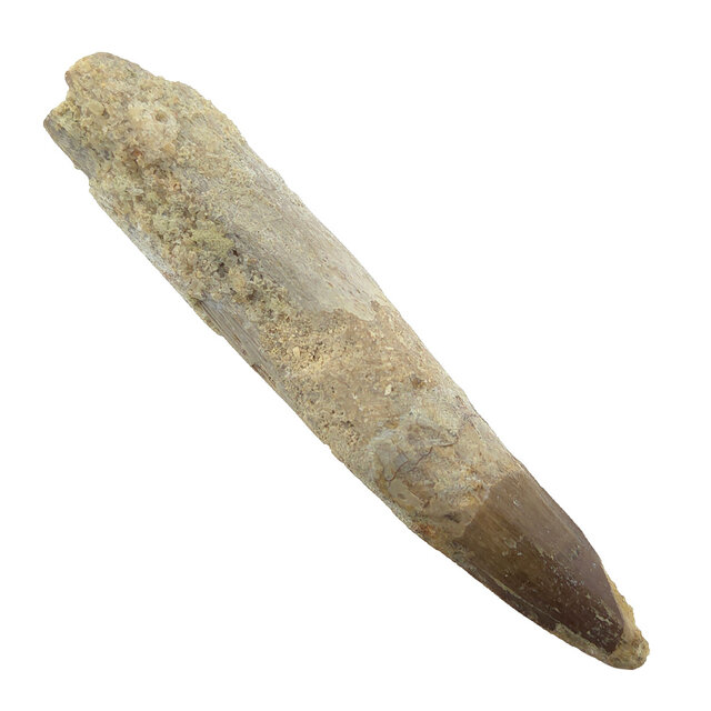 Real dinosaur tooth of the Spinosaurus 9 cm