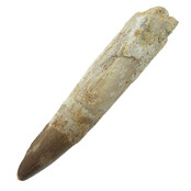 Real dinosaur tooth of the Spinosaurus 9 cm