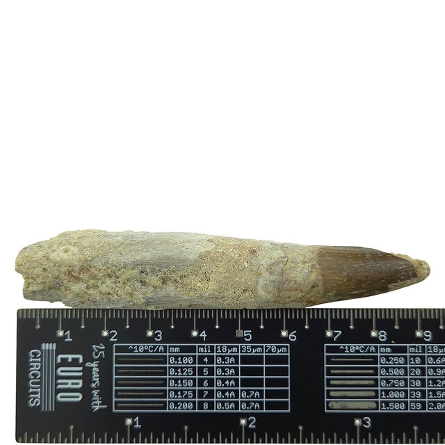 Real dinosaur tooth of the Spinosaurus 9 cm
