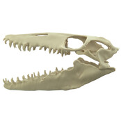 Mosasaurus skull 3D print of 10 cm