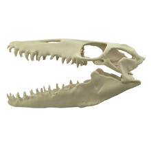 Mosasaurus-Schädel, 3D-Druck, 10 cm