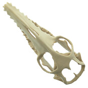 Mosasaurus-Schädel, 3D-Druck, 10 cm