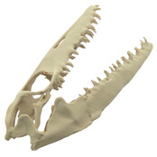 Mosasaurus-Schädel, 3D-Druck, 10 cm