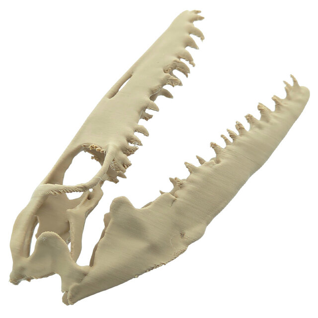 Mosasaurus-Schädel, 3D-Druck, 10 cm