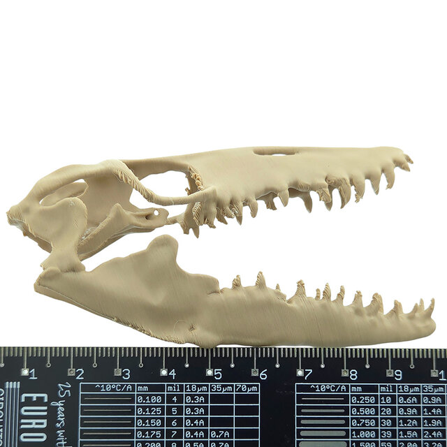 Mosasaurus skull 3D print of 10 cm