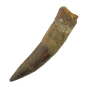 Real dinosaur tooth of the Spinosaurus 7,5 cm