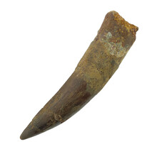 Echte dinosaurus tand van de spinosaurus 7,5 cm