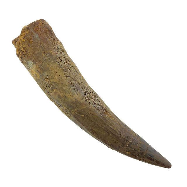 Real dinosaur tooth of the Spinosaurus 7,5 cm