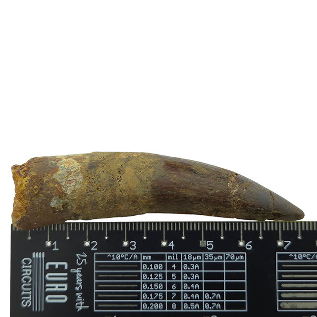 Real dinosaur tooth of the Spinosaurus 7,5 cm