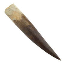 Real dinosaur tooth of the Spinosaurus 9,5 cm