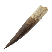 Echter Dinosaurierzahn des Spinosaurus 9,5 CM