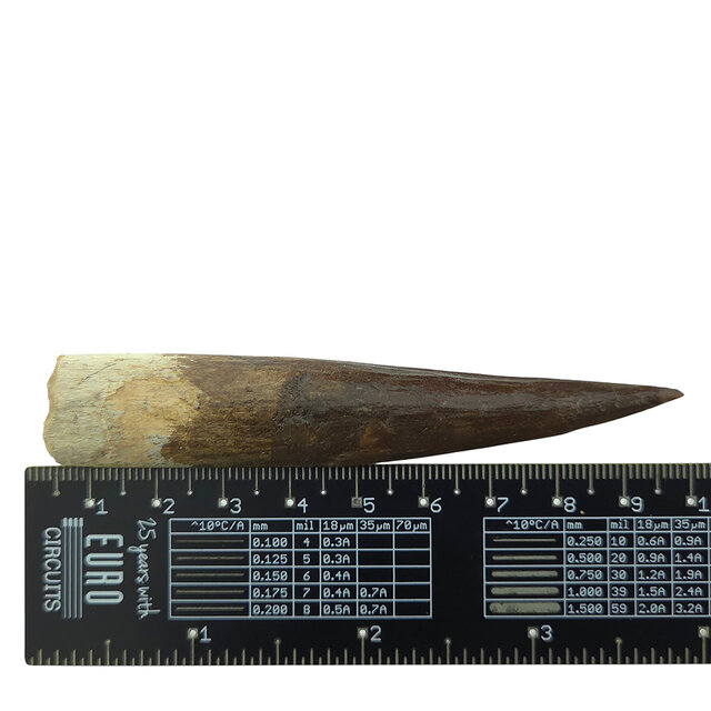 Echte dinosaurus tand van de spinosaurus 9,5 cm