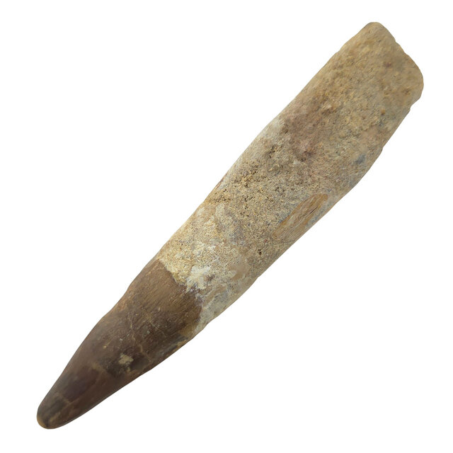 Real dinosaur tooth of the Spinosaurus 10 cm