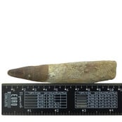 Real dinosaur tooth of the Spinosaurus 10 cm