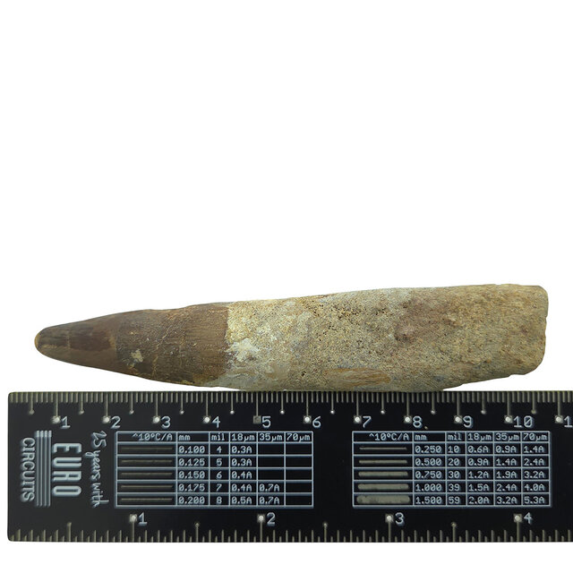 Echte dinosaurus tand van de spinosaurus 10 cm