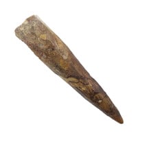 Echte dinosaurus tand van de spinosaurus 7,5 cm