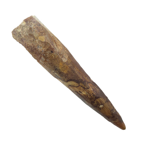 Real dinosaur tooth of the Spinosaurus 7,5 cm